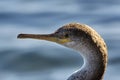 Landscape portrait, young specimen of great cormorant, resting on rocks on the shore of the blue Mediterranean Sea Royalty Free Stock Photo