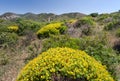 Landscape of Portugal coutryside. Sunny hills with grass nad yellow flowers in rural area of Algarve