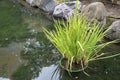 Landscape of potted grass in pond in Japanischer Garten in Kaiserslautern Germany