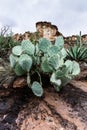 Landscape with Prickly pear cactus in the desert of Arizona, USA Royalty Free Stock Photo