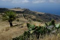 Landscape with pricky pear plant Opuntia maxima in the foreground and Canary Island date palm Phoenix canariensis from behind.