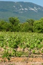 Landscape in Provence with a vineyard in summer Royalty Free Stock Photo