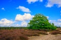 Landscape with purple blooming heathland with solitary pedunculate oak, Quercus robur,