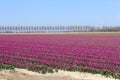 Reclaimed land with flower fields and windturbines in the Netherlands Royalty Free Stock Photo