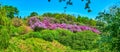 The landscape with purple lilacs bloom, Botanical Garden, Kyiv, Ukraine Royalty Free Stock Photo