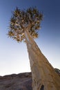 Landscape of a Quiver Tree with blue sky in dry desert Royalty Free Stock Photo