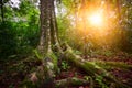 Landscape rain forest National Park Tikal in Guatemala at sunset