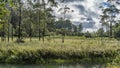 The landscape of the rainforest. Lush green grass grows in the clearing Royalty Free Stock Photo