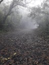 Landscape rainforest in westernghats