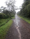 Landscape rainforest in westernghats