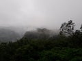 landscape rainforest in westernghats