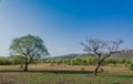 Landscape in ranthambore Royalty Free Stock Photo