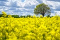 Landscape with rapeseed field and blue sky selective focus