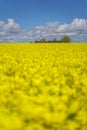 Landscape with rapeseed field and blue sky selective focus