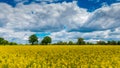 Landscape of rapeseed field with shadows casting clouds Royalty Free Stock Photo
