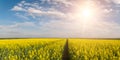 Landscape with Rapeseed Fields Royalty Free Stock Photo