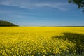 Spring landscape of rapeseed flowers field against a blue sky. Rapeseed oil and bio fuel Royalty Free Stock Photo