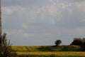 Landscape rapeseed fields Royalty Free Stock Photo