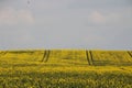 Landscape rapeseed fields Royalty Free Stock Photo