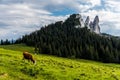 Landscape from Rarau Mountains with a lonely cow grazing in green meadow, Romania Royalty Free Stock Photo