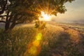 Landscape rays of sun through branches of tree. early autumn on morning sunrise Solar glare Royalty Free Stock Photo