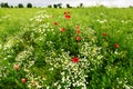 Landscape with red corn poppy papaver and chamomile flowers growing on colorful meadow in countryside. Spring field in blossom. Royalty Free Stock Photo