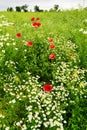Landscape with red corn poppy papaver and chamomile flowers growing on colorful meadow in countryside. Spring field in blossom. Royalty Free Stock Photo