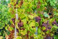 Landscape of red grapes surrounded by leaves in a vineyard under sunlight with a blurry background Royalty Free Stock Photo