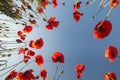 Landscape with red poppies. Poppy field. Bottom view of the blue sky with a copy of the text space. The image can be used for Royalty Free Stock Photo