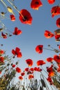 Landscape with red poppies. Poppy field. Bottom view of the blue sky with a copy of the text space. The image can be used for Royalty Free Stock Photo