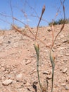 Landscape of Red Rock Canyon desert a stony slope with spindly succulent plant in Nevada, amazing color pattern in hills, USA Royalty Free Stock Photo