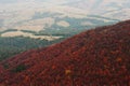 Landscape of red trees forest on Carpathian mountains. Beauty of Royalty Free Stock Photo