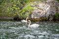 Landscape of Rhine river with pair of Mute swan