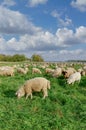 Landscape in Rhineland at Rhine River,Germany