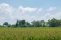 Landscape Rice feild on blue sky