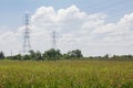 Landscape Rice feild on blue sky with pipe power