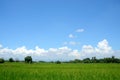 Rice field with blue sky and white clouds. Royalty Free Stock Photo