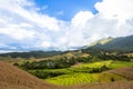 Landscape rice field on the hill