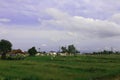 Landscape of rice field