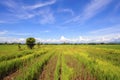 Landscape of rice field sky blue background in summer Royalty Free Stock Photo