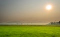 Landscape of Rice Field and Sunrise Dawn