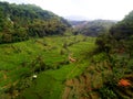 The view of rice field terracing in West Java with banana trees Royalty Free Stock Photo