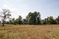 Landscape of Rice Field and tree against cloudy sky Royalty Free Stock Photo