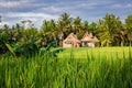 Landscape of rice fields in Tegallalang, Ubud on Bali island, Indonesia Royalty Free Stock Photo