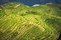 Landscape rice fields on terraced. Longji Rice Terraces Dragon`s Backbone in Longsheng. China