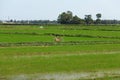 Landscape of a rice paddy field with a bicycle Royalty Free Stock Photo