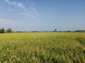 Landscape of rice paddy field in Tanjung Karang, Selangor, Malaysia.