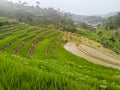 Landscape of Rice Plants on terraced land It looks like there are still empty ones
