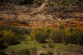 Forest in Rio Tinto, Huelva