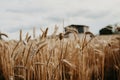 Landscape ripe golden wheat and clouds and Blue sky Royalty Free Stock Photo